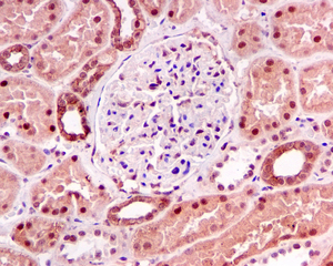 IHC of paraffin-embedded human kidney tissue using anti-TNPO3 antibody.