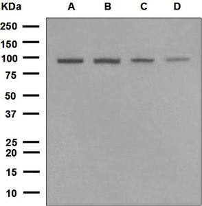 Western blot analysis on (A) HeLa, (B) Jurkat, (C) Ramos, and (D) HepG2 cell lysates using anti-TNPO3 antibody.
