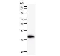 Western blot analysis of immunized recombinant protein, using anti-TNPO3 monoclonal antibody.