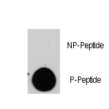 Dot blot of anti-TSC2-pS1798 Phospho-specific antibody (RB13393) on nitrocellulose membrane. 50ng of Phospho-peptide or Non Phospho-peptide per dot were adsorbed. Antibody working concentrations are 0.5ug per ml.