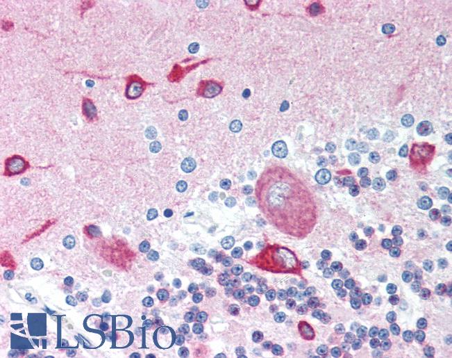 Anti-TSC2 / Tuberin antibody IHC of human brain, cerebellum. Immunohistochemistry of formalin-fixed, paraffin-embedded tissue after heat-induced antigen retrieval. Antibody LS-B1432 concentration 5 ug/ml.