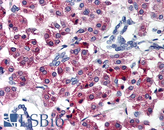 Anti-TSC2 / Tuberin antibody IHC of human pancreas. Immunohistochemistry of formalin-fixed, paraffin-embedded tissue after heat-induced antigen retrieval. Antibody LS-B613 concentration 5 ug/ml.