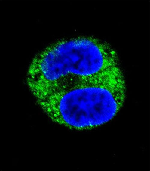 Confocal immunofluorescent of TYR Antibody with HepG2 cell followed by Alexa Fluor 488-conjugated goat anti-rabbit lgG (green). DAPI was used to stain the cell nuclear (blue).