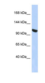 UBA1 / UBE1 antibody LS-C112230 Western blot of HepG2 cell lysate.
