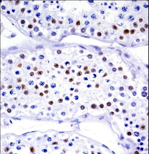 UBA1 Antibody immunohistochemistry of formalin-fixed and paraffin-embedded human testis tissue followed by peroxidase-conjugated secondary antibody and DAB staining.