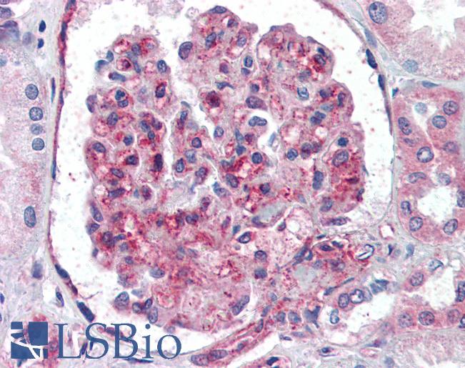 Anti-UBC / Ubiquitin C antibody IHC of human kidney. Immunohistochemistry of formalin-fixed, paraffin-embedded tissue after heat-induced antigen retrieval. Antibody LS-B3386 concentration 10 ug/ml.