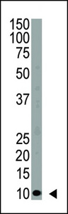 Western blot of anti-Ubiquitin antibody in HeLa cell lysate. Ubiquitin (Arrow) was detected using purified antibody. Secondary HRP-anti-rabbit was used for signal visualization with chemiluminescence.