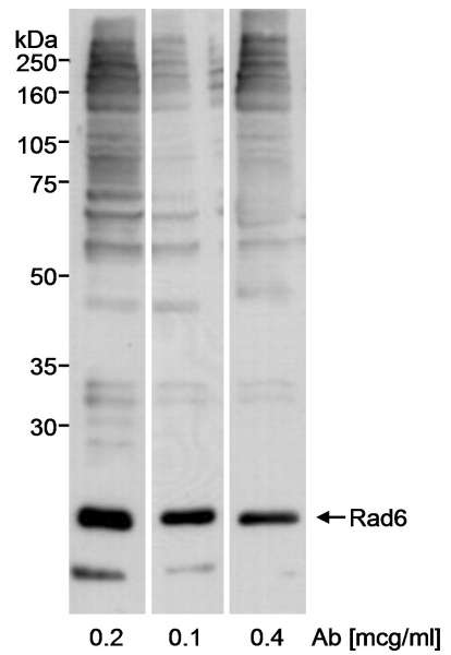 Detection of Human Rad6 by Western Blot. Samples: Whole cell lysate (50 ug) from 293T cells. Antibody: Affinity purified rabbit anti-Rad6 antibody used at the indicated concentrations. Detection: Chemiluminescence.