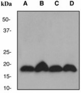 Western blot analysis on (A) U937, (B) HeLa, (C) Jurkat and (D) HUVEC cell lysates using anti-UBC9 antibody (LS-C105386), dilution 1:10000.