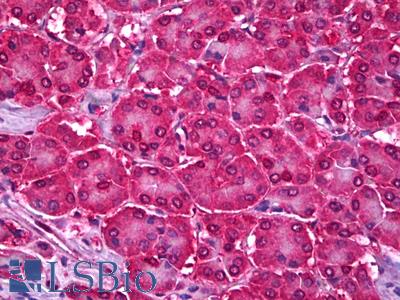 Anti-UBE2I antibody IHC of human pancreas. Immunohistochemistry of formalin-fixed, paraffin-embedded tissue after heat-induced antigen retrieval. Antibody LS-B6718 concentration 5 ug/ml.