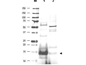 Anti-UBC13 Antibody - Western Blot. Western blot of affinity purified anti-UBC13 antibody shows detection of UBC13 protein in human small intestine lysate (lane 1) but not in mouse thymus lysate (lane 2). The heavily stained band in lane 1 (arrowhead) indicates this particular gel was overloaded with protein. The identity of minor reactive bands is unknown but could represent E2 complexes. Each lane contains approximately 20 ug of lysate. Primary antibody was used at a 1:500 dilution. The membrane was washed and reacted with a 1:10000 dilution of Alexa FluorTM 680 conjugated Rb-a-Goat IgG. Molecular weight estimation was made by comparison to prestained MW markers indicated at the left (lane M). Other detection systems will yield similar results.