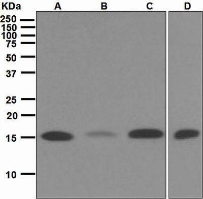 Western blot analysis on (A) Jurkat, (B) HeLa, (C) Raji, and (D) 293T cell lysates using anti-UBC13 antibody.