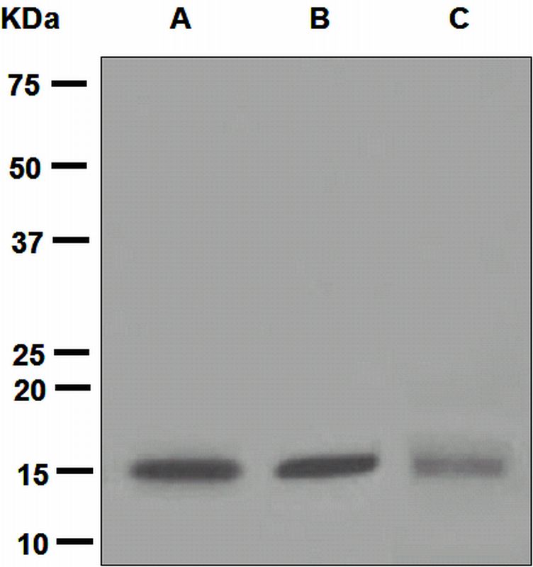 Western blot analysis on (A) Jurkat, (B) Daudi, and (C) human heart lysates using anti-UBC13 antibody.