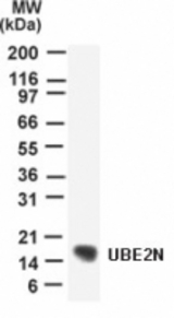Detection of UBE2N in human heart lysate with anti-UBE2N pcAb at 2 ug/ml.