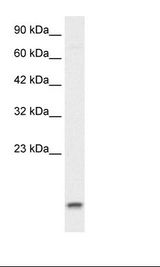 HepG2 Cell Lysate