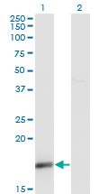Western Blot analysis of UBL4A expression in transfected 293T cell line by UBL4A monoclonal antibody (M02A), clone 1C10.Lane 1: UBL4A transfected lysate (Predicted MW: 17.8 KDa).Lane 2: Non-transfected lysate.
