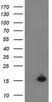 HEK293T cells were transfected with the pCMV6-ENTRY control (Left lane) or pCMV6-ENTRY UBL4A (Right lane) cDNA for 48 hrs and lysed. Equivalent amounts of cell lysates (5 ug per lane) were separated by SDS-PAGE and immunoblotted with anti-UBL4A.