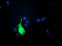 Anti-UBL4A mouse monoclonal antibody immunofluorescent staining of COS7 cells transiently transfected by pCMV6-ENTRY UBL4A.