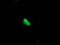 Anti-UBL4A mouse monoclonal antibody immunofluorescent staining of COS7 cells transiently transfected by pCMV6-ENTRY UBL4A.