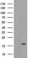 HEK293T cells were transfected with the pCMV6-ENTRY control (Left lane) or pCMV6-ENTRY UBL4A (Right lane) cDNA for 48 hrs and lysed. Equivalent amounts of cell lysates (5 ug per lane) were separated by SDS-PAGE and immunoblotted with anti-UBL4A.