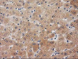 IHC of paraffin-embedded Human liver tissue using anti-UBL4A mouse monoclonal antibody.