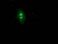 Anti-UBL4A mouse monoclonal antibody immunofluorescent staining of COS7 cells transiently transfected by pCMV6-ENTRY UBL4A.