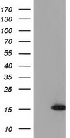 HEK293T cells were transfected with the pCMV6-ENTRY control (Left lane) or pCMV6-ENTRY UBL4A (Right lane) cDNA for 48 hrs and lysed. Equivalent amounts of cell lysates (5 ug per lane) were separated by SDS-PAGE and immunoblotted with anti-UBL4A.