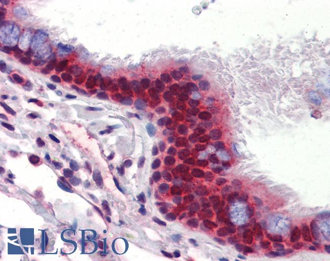 Anti-UBQLN1 antibody IHC of human lung, respiratory epithelium. Immunohistochemistry of formalin-fixed, paraffin-embedded tissue after heat-induced antigen retrieval. Antibody LS-B3574 concentration 5 ug/ml.