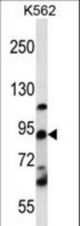 UBTF Antibody western blot of K562 cell line lysates (35 ug/lane). The UBTF antibody detected the UBTF protein (arrow).