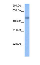 MCF7 cell lysate. Antibody concentration: 1.0 ug/ml. Gel concentration: 12%.
