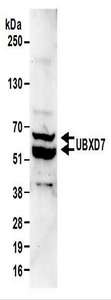 Detection of Mouse UBXD7 by Western Blot. Samples: Whole cell lysate (50 ug) from mouse NIH3T3 cells. Antibodies: Affinity purified rabbit anti-UBXD7 antibody used for WB at 0.1 ug/ml. Detection: Chemiluminescence with an exposure time of 30 seconds.