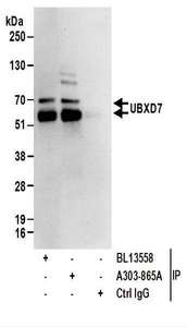 Detection of Human UBXD7 by Western Blot of Immunoprecipitates. Samples: Whole cell lysate (1 mg for IP; 20% of IP loaded) from 293T cells. Antibodies: Affinity purified rabbit anti-UBXD7 antibody used for IP at 6 ug/mg lysate. UBXD7 was also immunoprecipitated by rabbit anti-UBXD7 antibody BL13458. For blotting immunoprecipitated UBXD7, was used at 1 ug/ml. Detection: Chemiluminescence with an exposure time of 10 seconds.