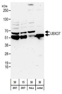 Detection of Human UBXD7 by Western Blot. Samples: Whole cell lysate from 293T (15 and 50 ug), HeLa (H; 50 ug), and Jurkat (J; 50 ug) cells. Antibodies: Affinity purified rabbit anti-UBXD7 antibody used for WB at 0.1 ug/ml. Detection: Chemiluminescence with an exposure time of 3 minutes.