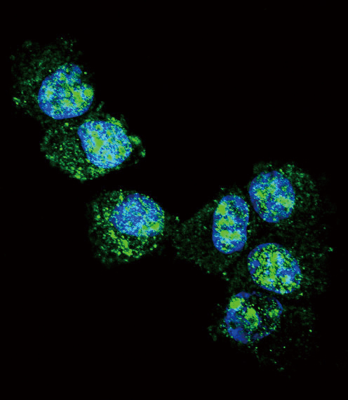 Confocal immunofluorescent of UCHL1 Antibody with NCI-H460 cell followed by Alexa Fluor 488-conjugated goat anti-rabbit lgG (green). DAPI was used to stain the cell nuclear (blue).