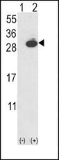 Western blot of UCHL1 (arrow) using rabbit polyclonal UCHL1-V31. 293 cell lysates (2 ug/lane) either nontransfected (Lane 1) or transiently transfected with the UCHL1 gene (Lane 2) (Origene Technologies).