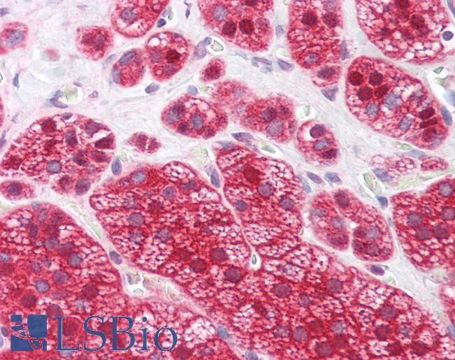 Anti-UCHL3 antibody IHC of human adrenal. Immunohistochemistry of formalin-fixed, paraffin-embedded tissue after heat-induced antigen retrieval. Antibody LS-B7856 dilution 1:200.