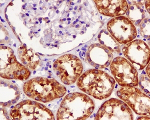 IHC of paraffin-embedded human kidney tissue using anti-UCH37antibody.