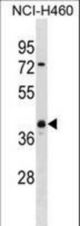 UCHL5 Antibody western blot of NCI-H460 cell line lysates (35 ug/lane). The UCHL5 antibody detected the UCHL5 protein (arrow).