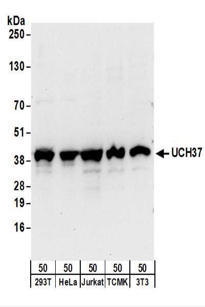 Detection of Human and Mouse UCH37 by Western Blot. Samples: Whole cell lysate (50 ug) from 293T, HeLa, Jurkat, mouse TCMK-1, and mouse NIH3T3 cells. Antibodies: Affinity purified rabbit anti-UCH37 antibody used for WB at 0.1 ug/ml. Detection: Chemiluminescence with an exposure time of 30 seconds.