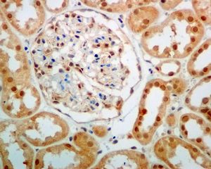 IHC of paraffin-embedded human kidney tissue using anti-UCHL5 / UCH37 antibody.
