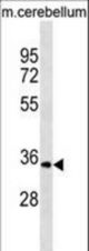 UCK1 Antibody western blot of mouse cerebellum tissue lysates (35 ug/lane). The UCK1 Antibody detected the UCK1 protein (arrow).