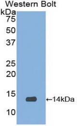 Western blot of recombinant UCN2 / SRP.