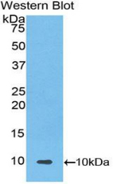 Western blot of recombinant UCN2 / SRP.