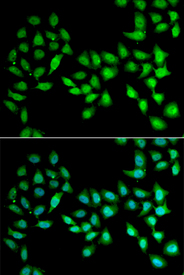 Immunofluorescence analysis of U2OS cell using UCN2 antibody. Blue: DAPI for nuclear staining.