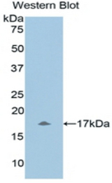 Western blot of recombinant UCN3 / SPC.
