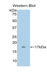 Western blot of recombinant UCN3 / SPC.