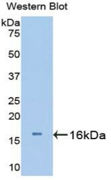 Western blot of recombinant UCN3 / SPC.