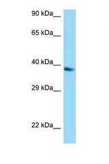UCP1 antibody LS-C146466 Western blot of A549 Cell lysate. Antibody concentration 1 ug/ml.