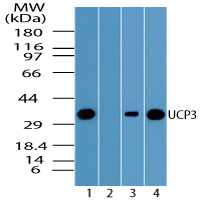 Western blot of UCP3 in human heart lysate in the 1) absence and 2) presence of immunizing peptide, 3) mouse heart and 4) rat heart using LS-C148360 at 1.0 ug/ml.