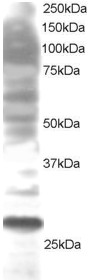 Staining (3 ug/ml) of K562 lysate (RIPA buffer, 30 ug total protein per lane). Primary incubated for 1 hour. Detected by chemiluminescence.